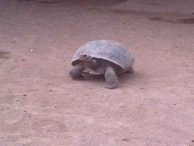 GALAPAGOS - ISABELA - tortue géante