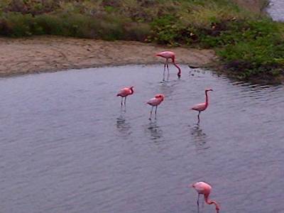 GALAPAGOS - ISABELA - flamant rose