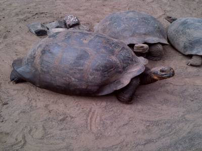 GALAPAGOS - ISABELA - tortue géante
