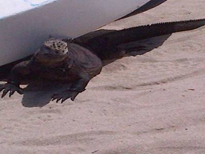 GALAPAGOS - ISABELA - iguane de mer