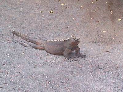 GALAPAGOS - ISABELA - iguane de mer