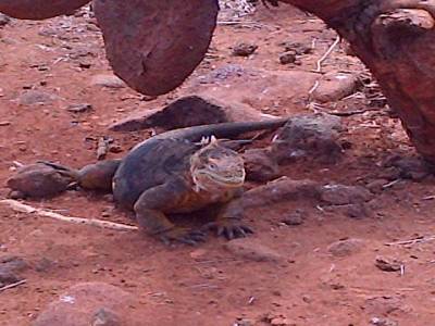 GALAPAGOS - SEYMOUR NORTE - iguane de terre