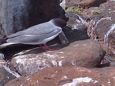 GALAPAGOS - SEYMOUR NORTE - oiseau