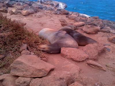 GALAPAGOS - SEYMOUR NORTE - le repos des guerriers