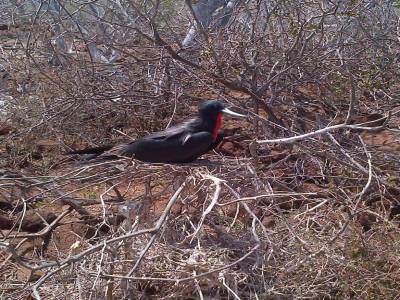 GALAPAGOS - SEYMOUR NORTE - oiseau pas en période de rut