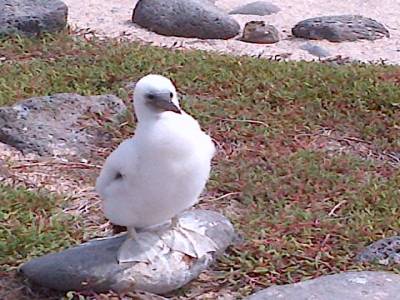 GALAPAGOS - SEYMOUR NORTE - oiseau