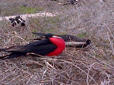 GALAPAGOS - SEYMOUR NORTE - oiseau en période de rut