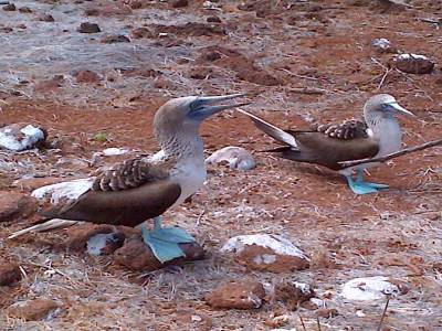 GALAPAGOS - SEYMOUR NORTE - fous aux pieds bleus