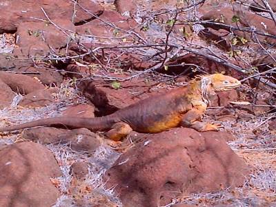 GALAPAGOS - SEYMOUR NORTE - iguane de terre