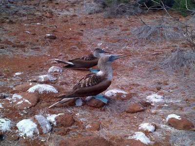 GALAPAGOS - SEYMOUR NORTE - fous aux pieds bleus