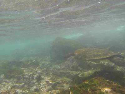 GALAPAGOS - FLOREANA - tortue de mer