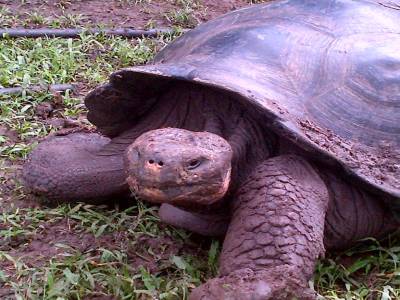 GALAPAGOS - FLOREANA - tortue géante