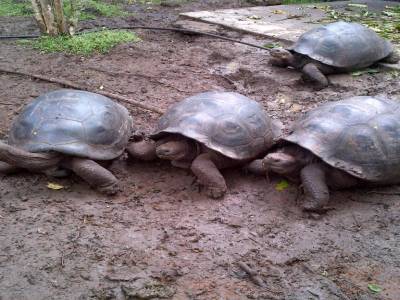 GALAPAGOS - FLOREANA - tortues géantes