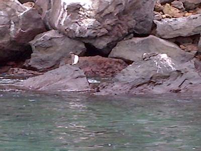 GALAPAGOS - FLOREANA - pingoin