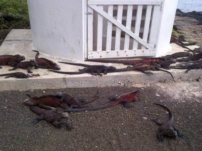 GALAPAGOS - FLOREANA - iguane de mer