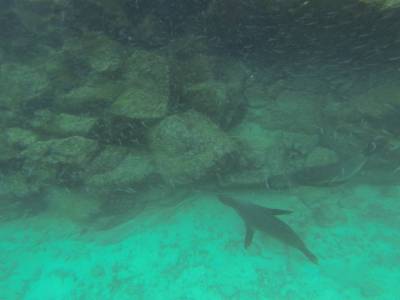 GALAPAGOS - SANTA FE- plongée