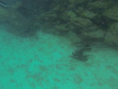 GALAPAGOS - SANTA FE- plongée