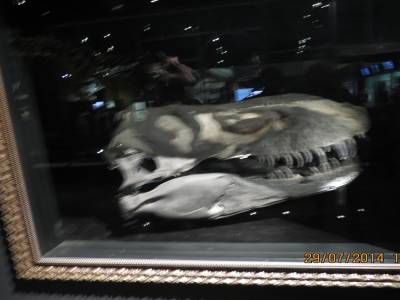 musée tyrrel   de  drumheller     alberta 