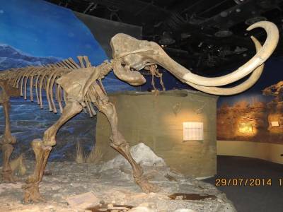 musée tyrrel de drumheller   alberta 