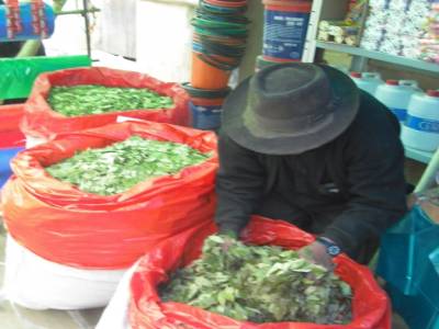 La feuille de coca, institution bolivienne