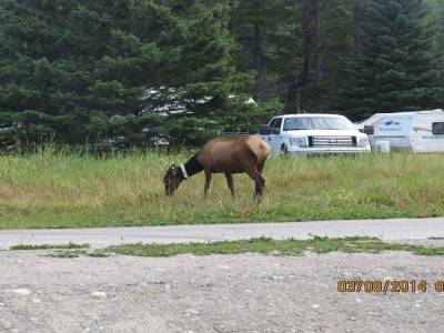 parc de banff  , camping du mont tunnel , village 2