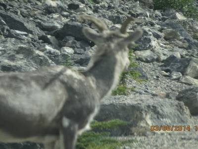 a l'entrée du parc national jasper sur la 93
