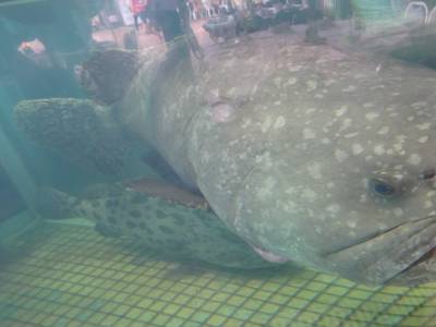peche au gros