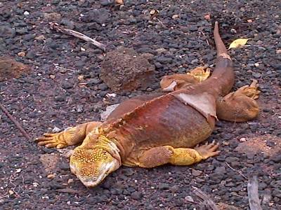 GALAPAGOS - île de Santa Cruz - parc Darwin
