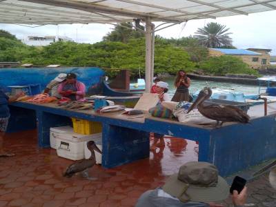 GALAPAGOS - île de Santa Cruz - marché aux poissons