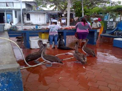 GALAPAGOS - île de Santa Cruz - marché aux poissons