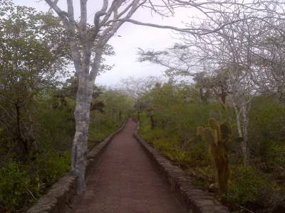 GALAPAGOS - île de Santa Cruz - tortuga bay
