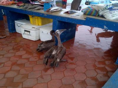GALAPAGOS - île de Santa Cruz - marché aux poissons