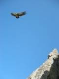 vautour
