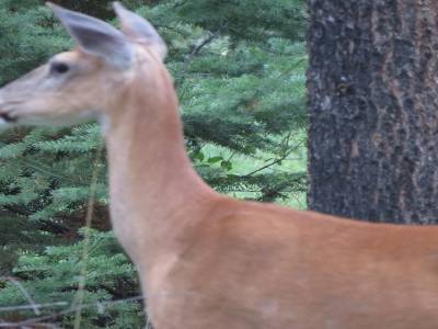 parc national de jasper