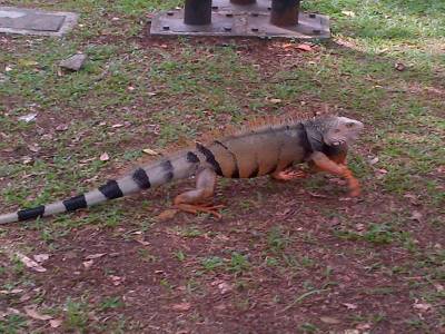MEDELLIN - jardin botanic