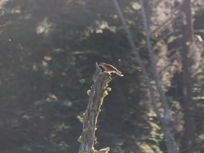 Rapace - Manning Provincial Park
