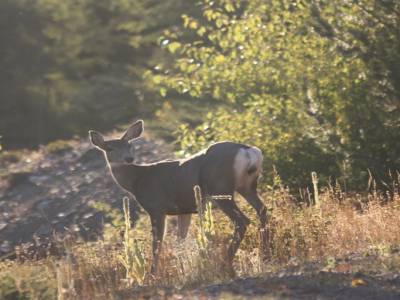 Mule Deer - Manning Provincial Park