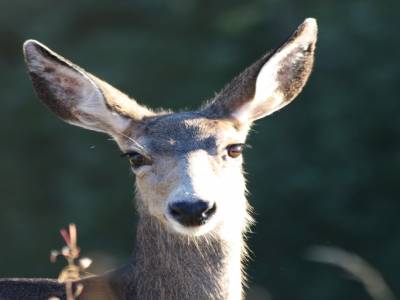 Mule Deer - Manning Provincial Park