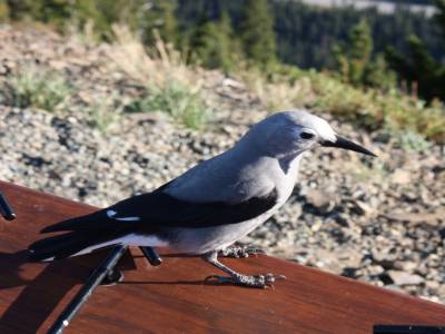 Clark's Nutcracker