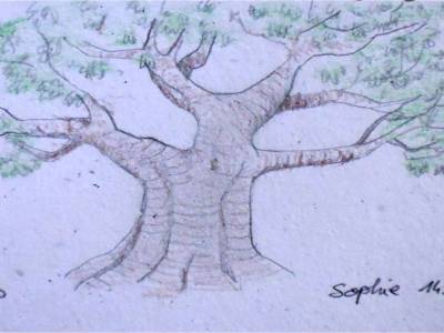 Baobab