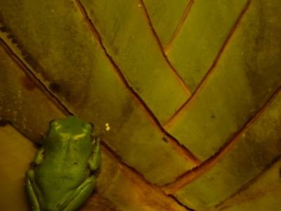 Grenouille verte