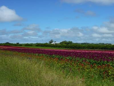Champs de fleurs