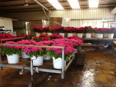 Fleurs cueillies