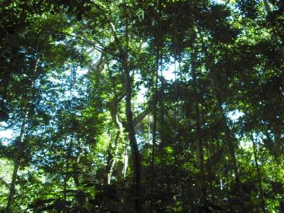 Foret de liane