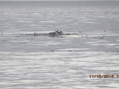 parc juan de fuca,ile de vancouver,colombie-britannique