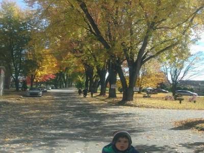 les arbres de charlevoix