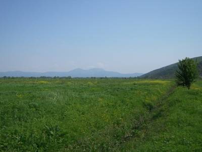 Vert albanais