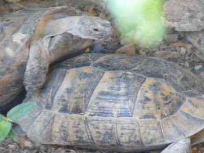 Tortues qui gambadent