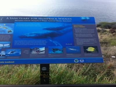 Whales sanctuary