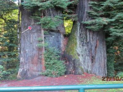 avenue des géants pres de arcata californie